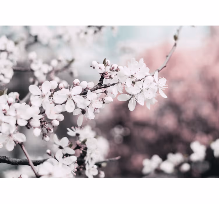 Fotomurais flores ramos de flor de cerejeira - TenStickers
