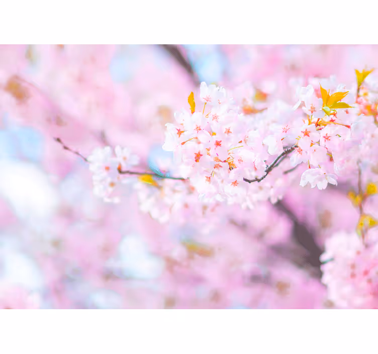 Fotomurais flores esplendor das cerejeiras - TenStickers