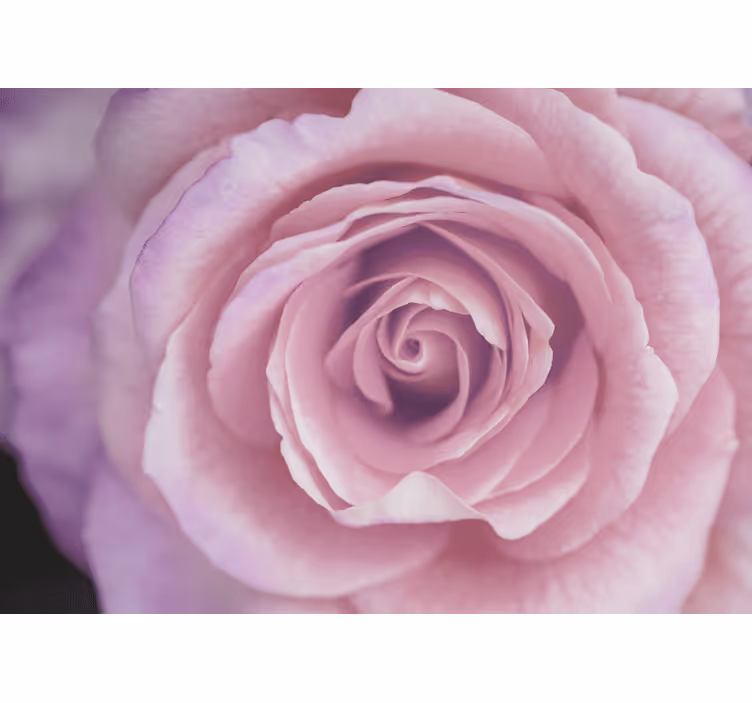 Fotomurais flores flor de rosa pink - TenStickers