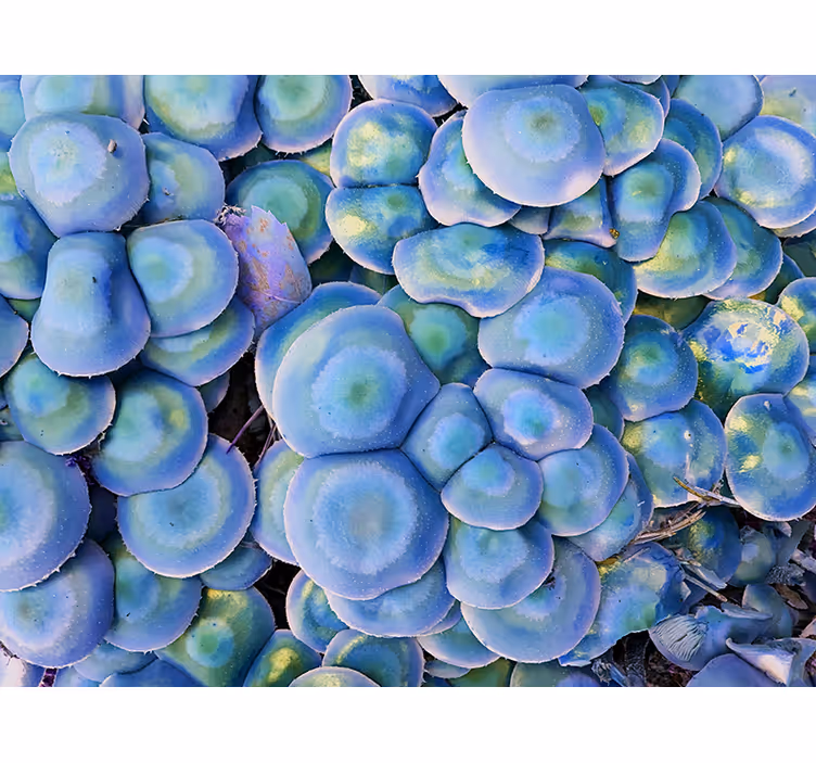 Mural de parede natureza suculenta colorida em close - TenStickers