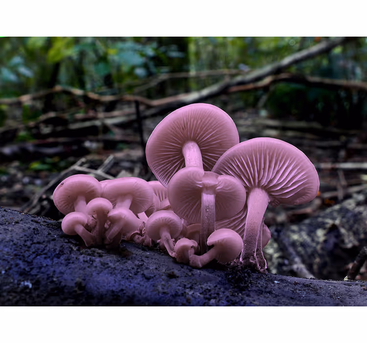 Fotomurais flores aglomerados de cogumelos rosa - TenStickers