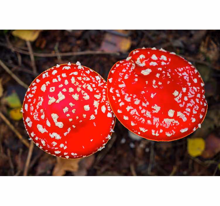 Mural de parede natureza com chapéus de cogumelo vermelho - TenStickers