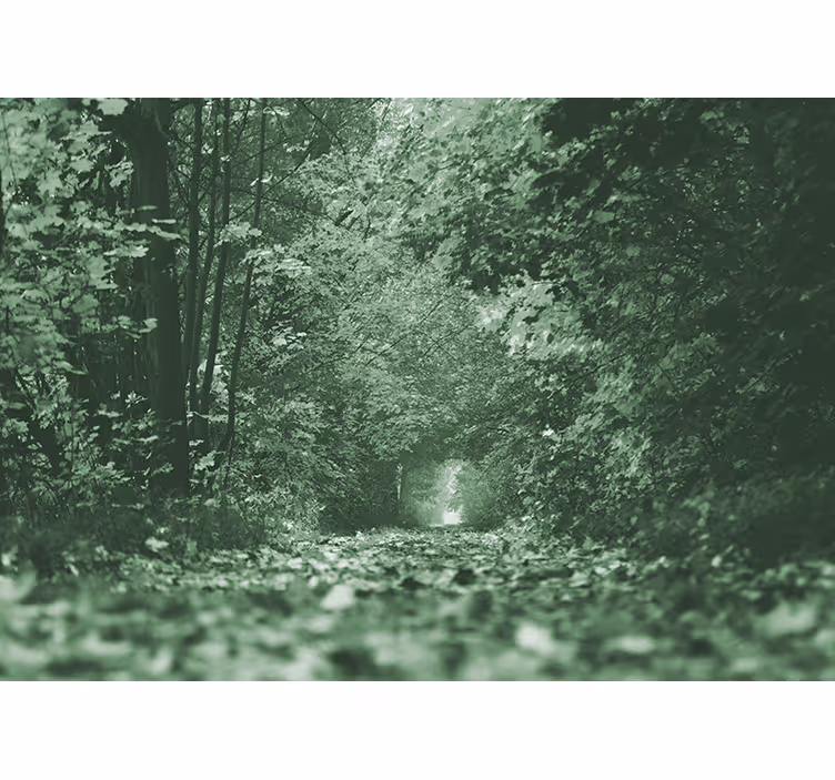 Fotomurais de paisagens Túnel de folhas verdes - TenStickers