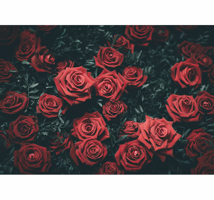 Fotomurais flores Rosas vermelhas brilhantes - TenStickers