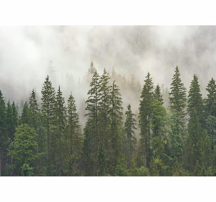 Fotomurais de paisagens Floresta misteriosa - TenStickers
