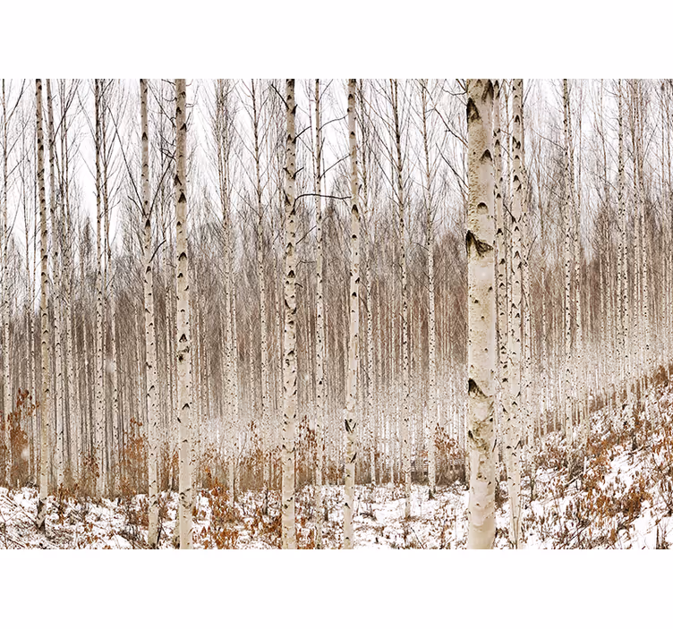 Mural de parede bosques floresta de bétulas neve - TenStickers