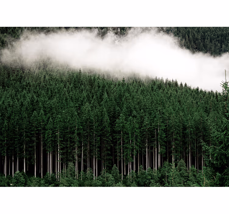 Mural de parede natureza paisagem florestal majestosa - TenStickers