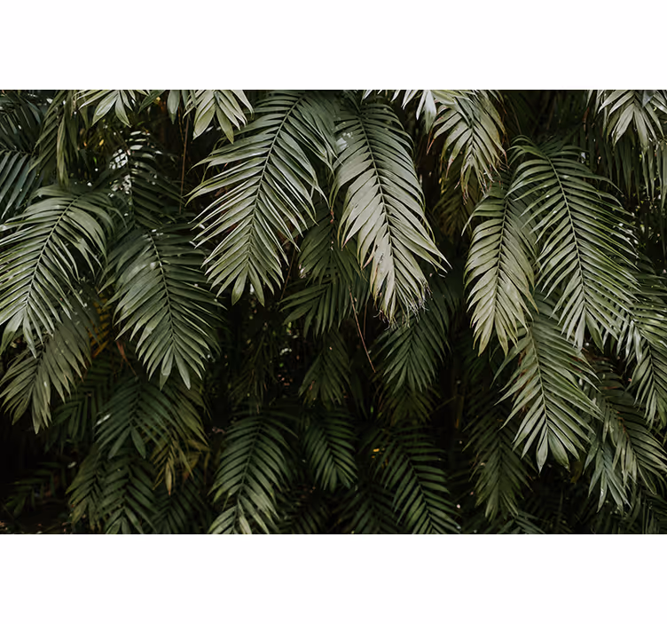 Fotomurais de paisagens Textura de folhas de palmeira verde - TenStickers