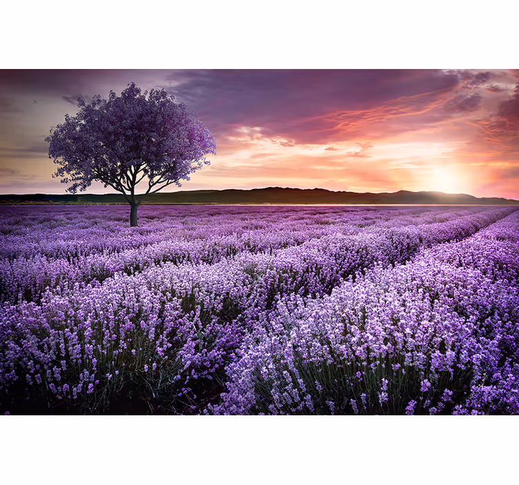 Fotomurais flores campo de lavanda ao crepúsculo - TenStickers