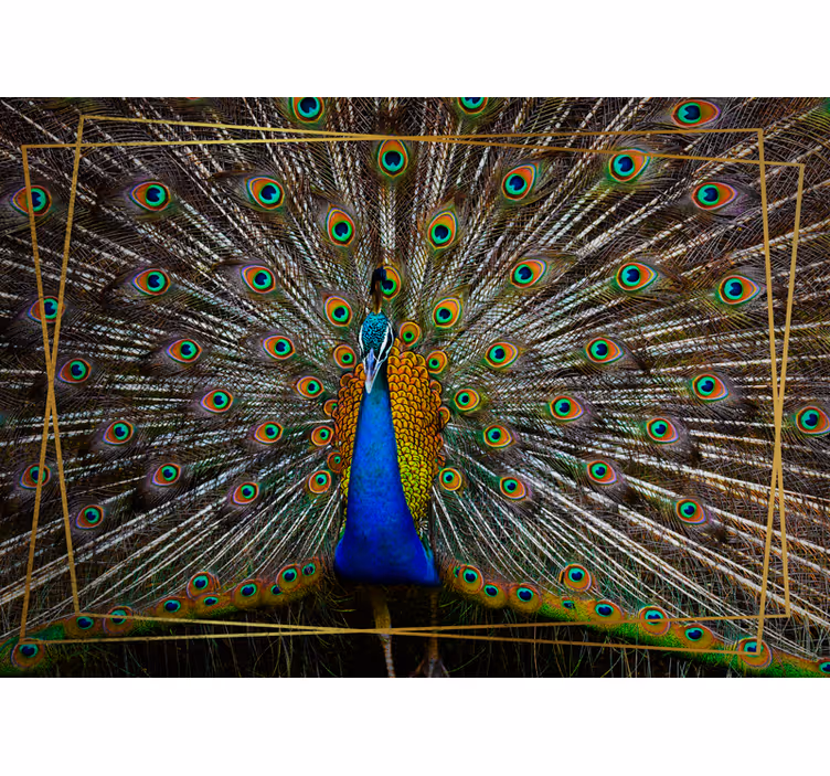 Mural de parede animais exibição do pavão regal - TenStickers