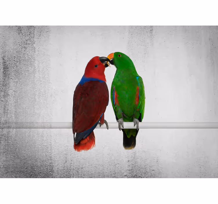 Mural de parede animais interação de papagaios coloridos - TenStickers