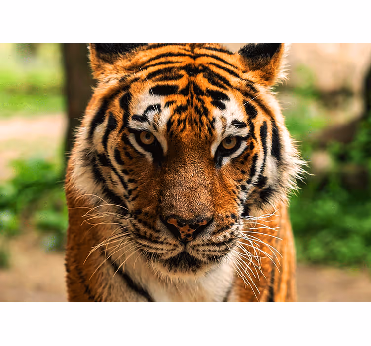 Mural de parede animais imagem de tigre regal - TenStickers