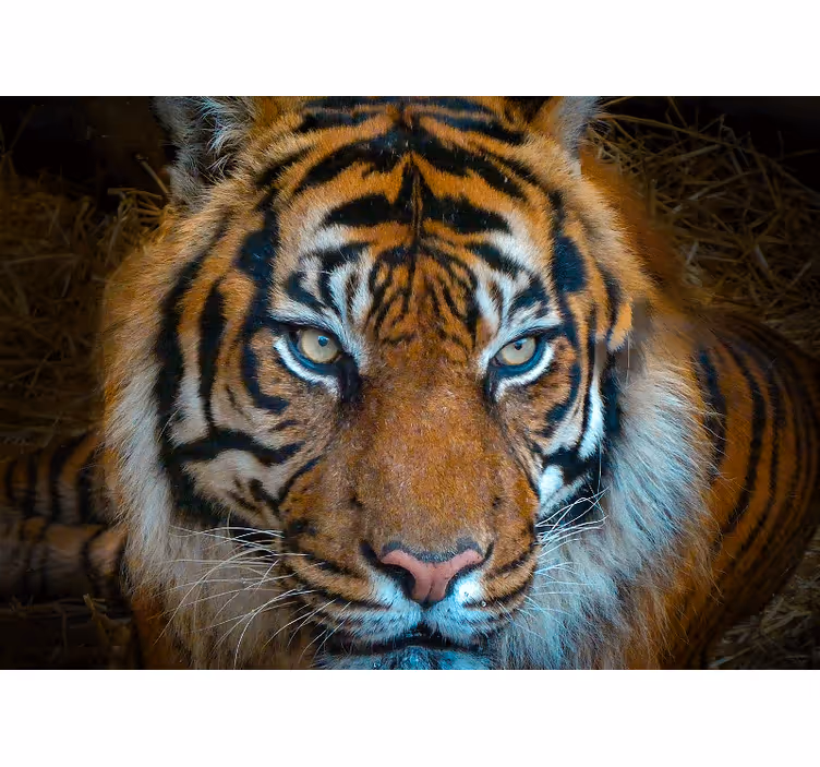 Mural de parede animais ilustração do tigre regal - TenStickers