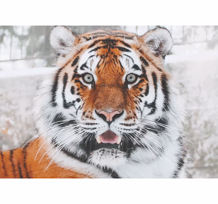Murais de Parede Belo tigre dominante - TenStickers