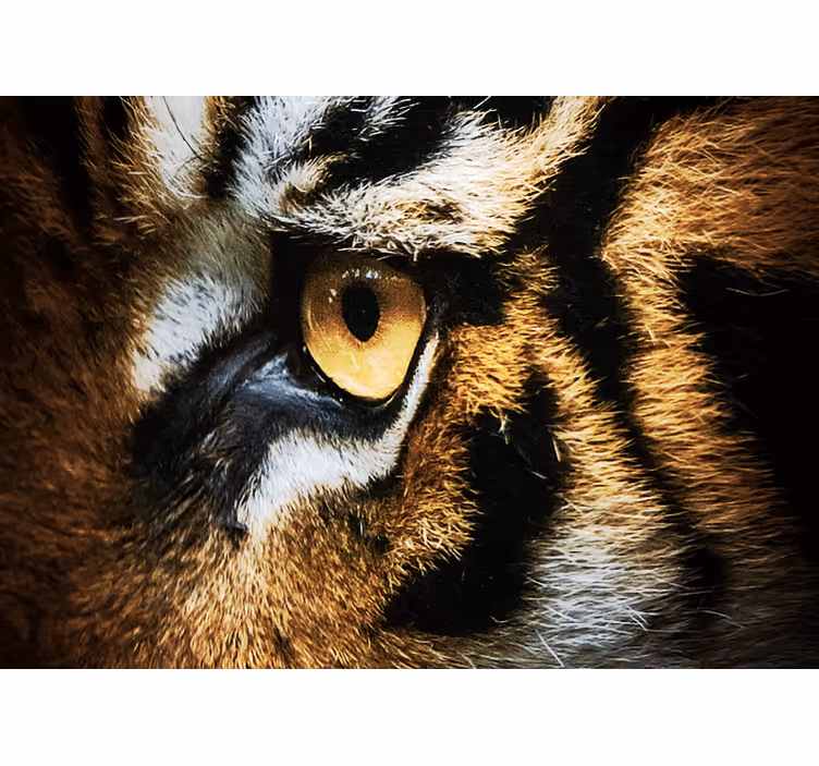 Mural de parede animais olhar intenso de tigre - TenStickers