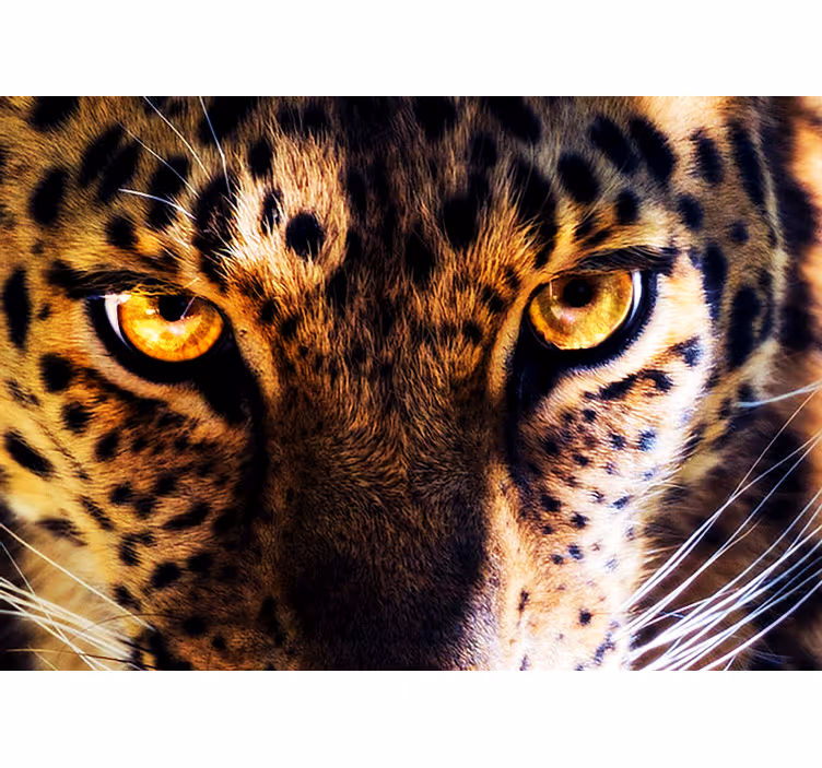 Mural de parede leões olhar de leopardo majestoso - TenStickers