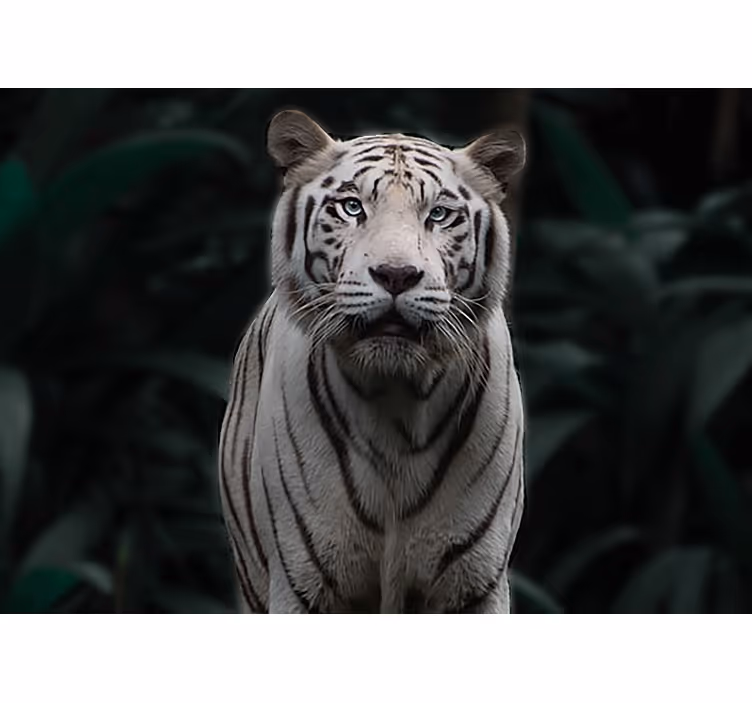 Mural de parede animais tigre branco regal - TenStickers