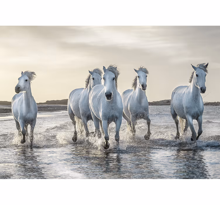 Mural de parede cavalos brancos na praia - TenStickers