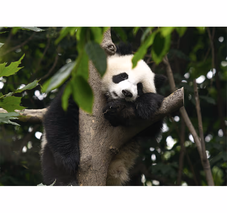 Mural de parede animais panda descansando na árvore - TenStickers