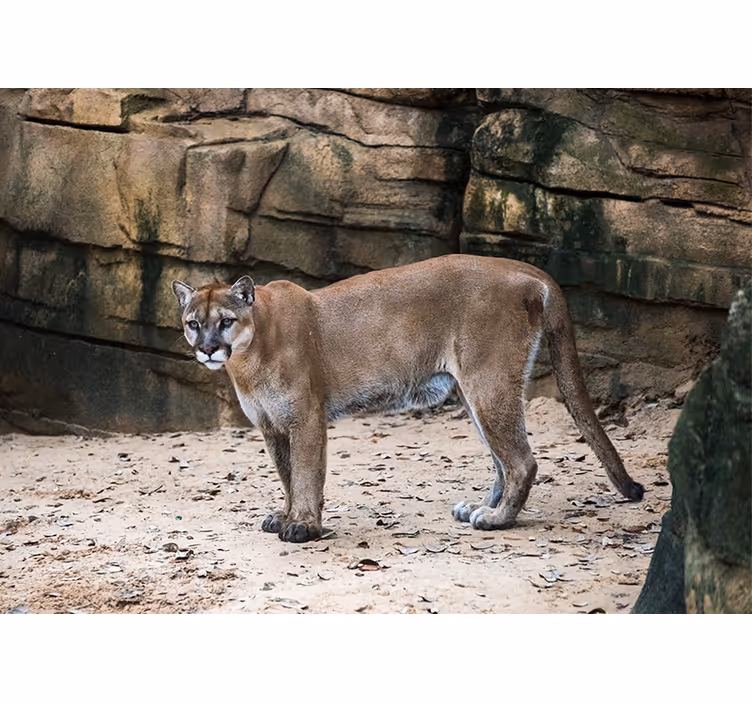 Mural de parede animais puma em habitat - TenStickers