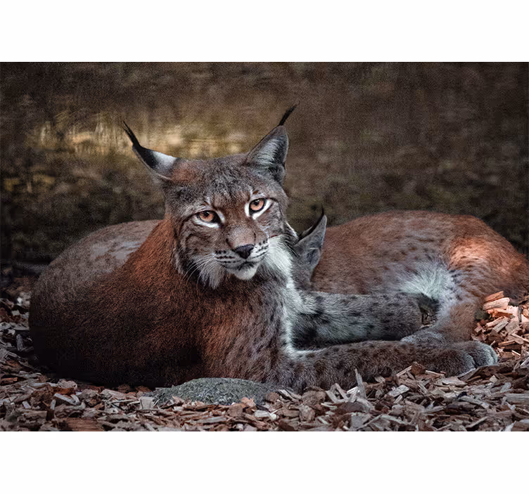 Mural de parede animais lince dormindo em par - TenStickers