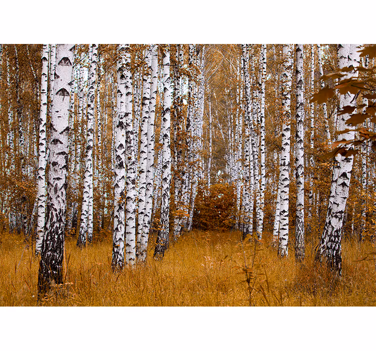 Mural de parede bosques bétulas - TenStickers