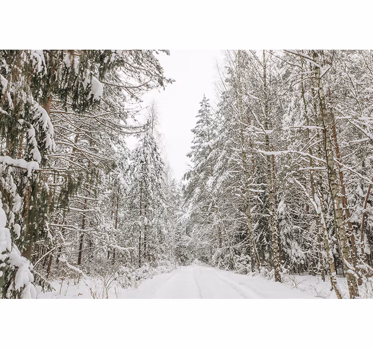 Mural de parede bosques dia de inverno - TenStickers