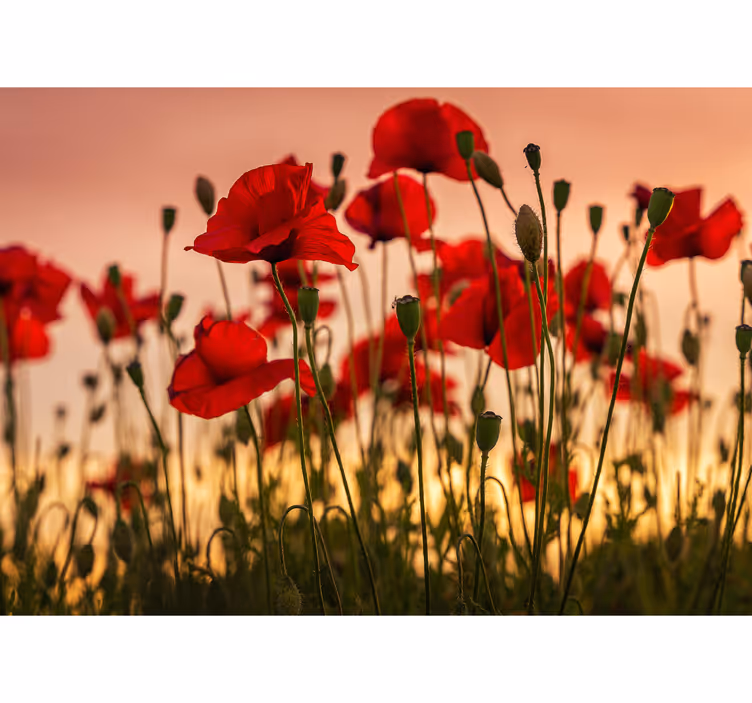 Fotomurais flores Papoulas com um pôr do sol - TenStickers