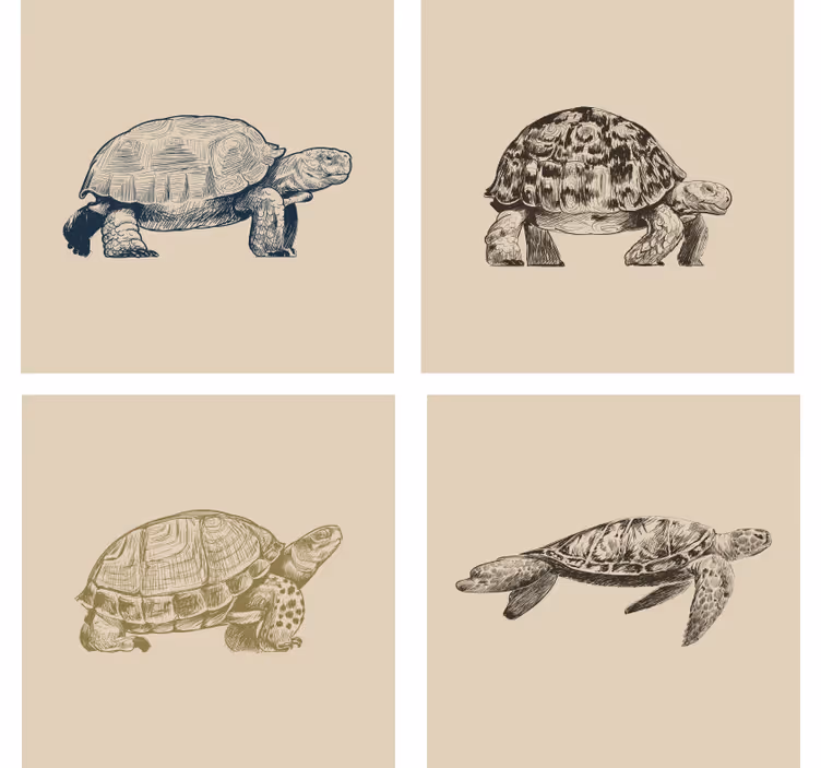 Bases para copos vintage Desenhos de tartaruga - TenStickers