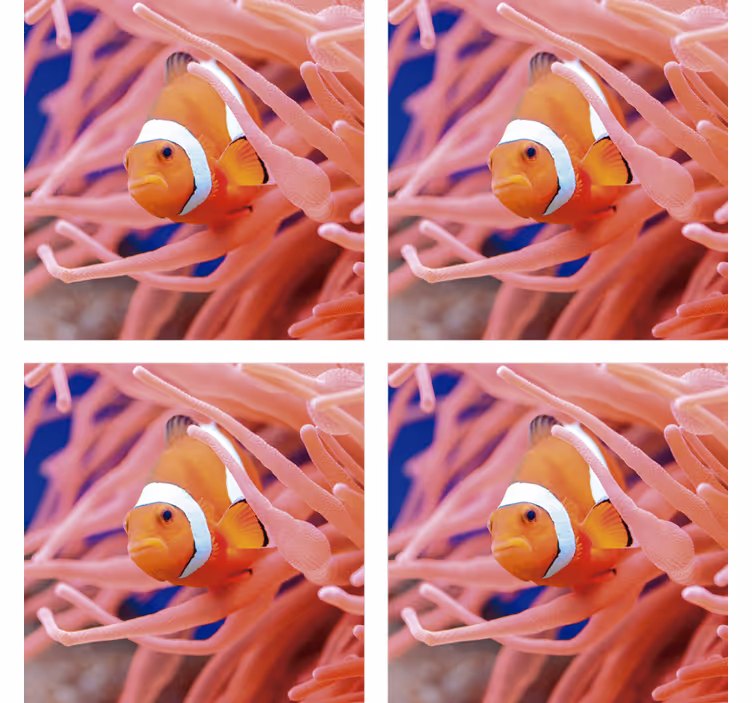 Bases para copos de peixes Peixe-palhaço - TenStickers
