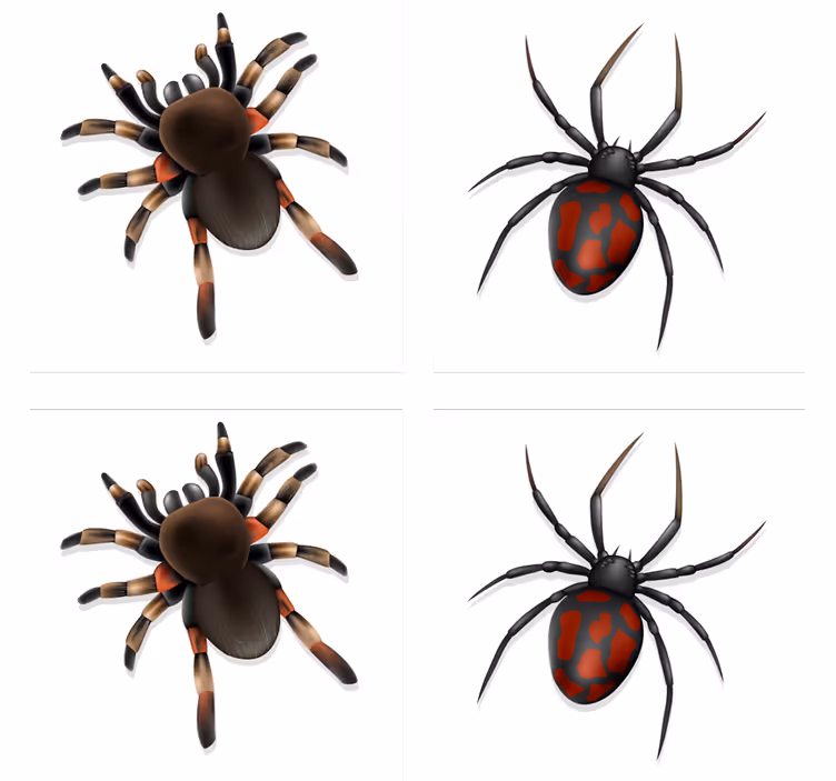 Base paracopos halloween coleção aranha assustadora - TenStickers