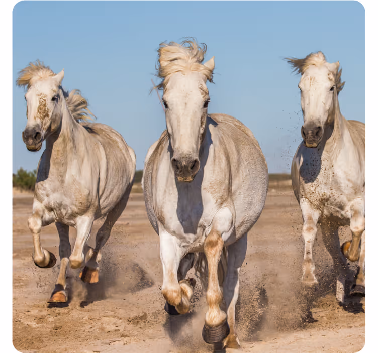 Bases para copos modernas cavalos brancos galopantes - TenStickers