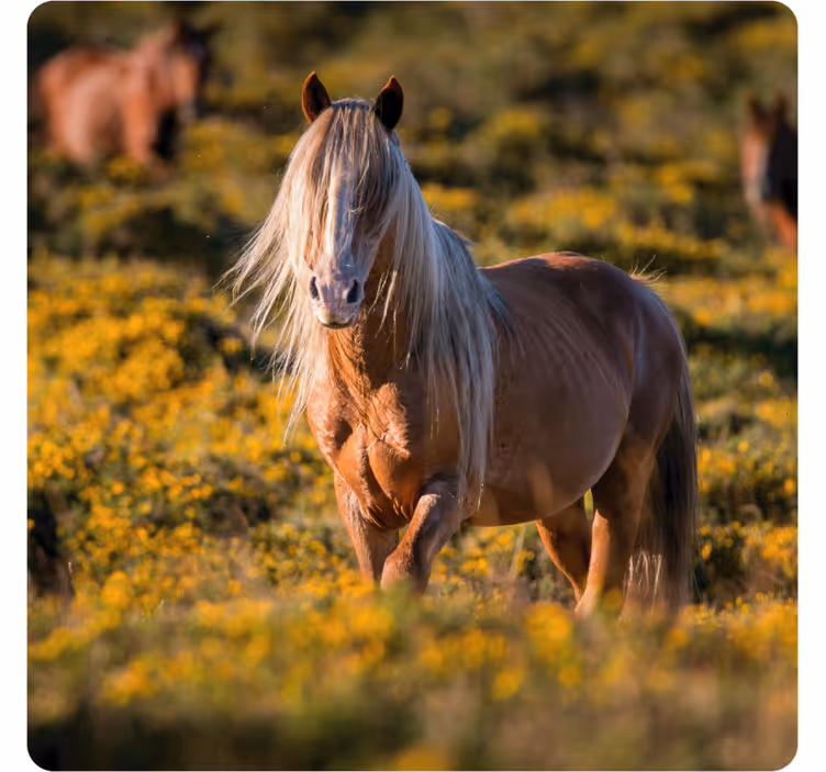 Bases para copos modernas cavalo majestoso no campo - TenStickers