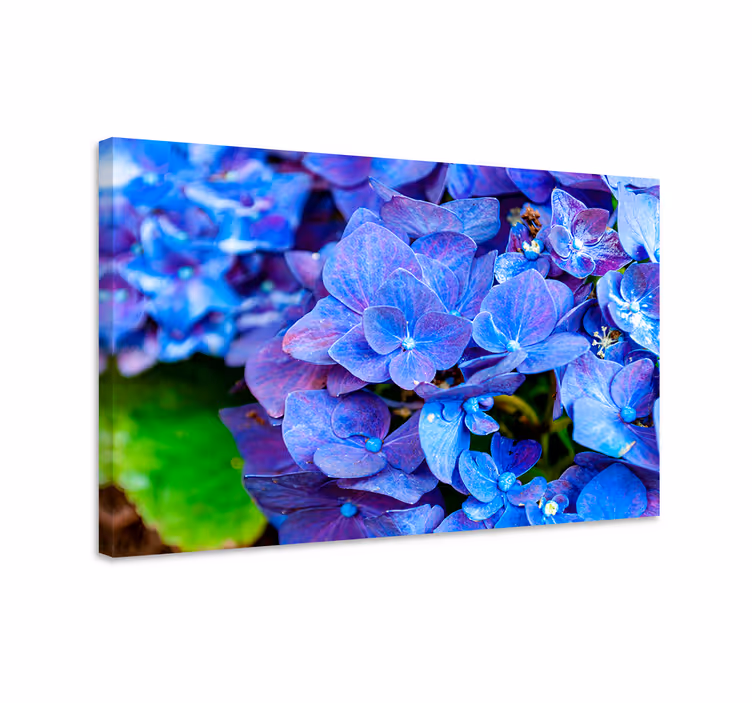 Quadro azul flores de hortênsia - TenStickers