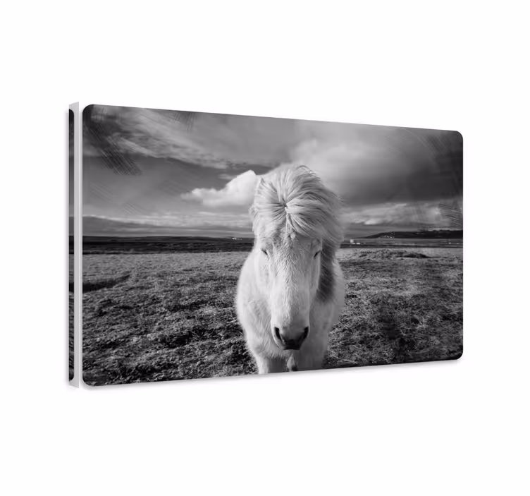 Quadro decorativo de cavalos cavalo branco - TenStickers