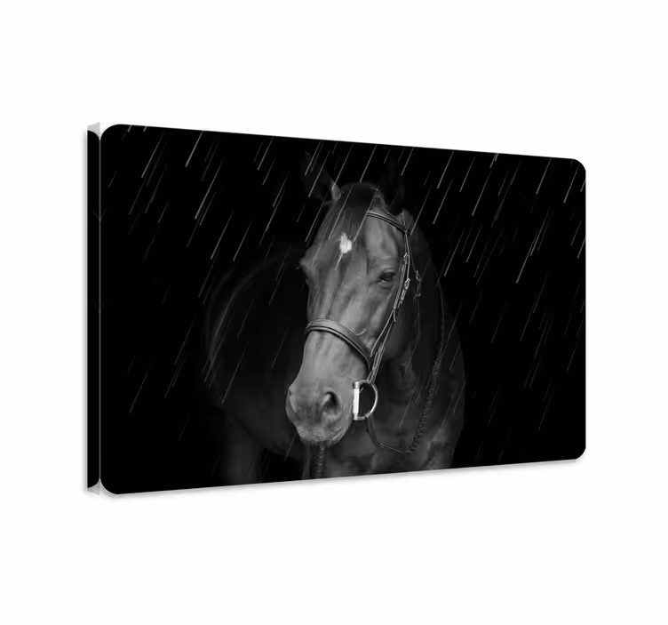 Quadro decorativo de cavalos cavalo digno na chuva - TenStickers