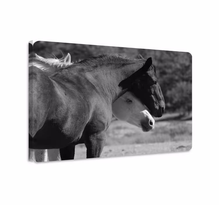 Quadro decorativo de cavalos abraçando-se em preto e branco - TenStickers