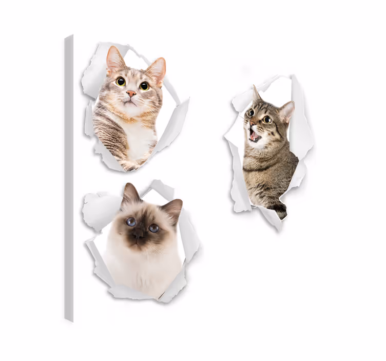 Quadro com gatos kittens ilusionistas - TenStickers