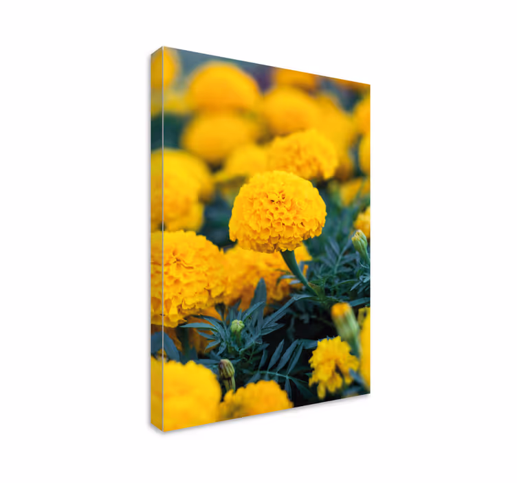 Quadro de flores flores de calêndula amarela - TenStickers