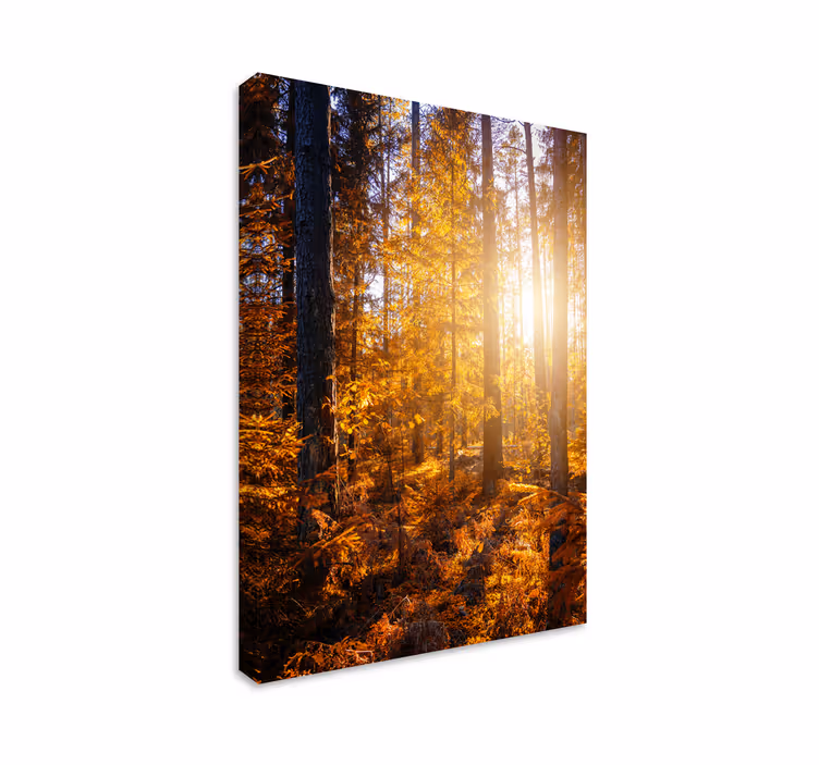 Quadro de paisage árvores do sol da floresta - TenStickers