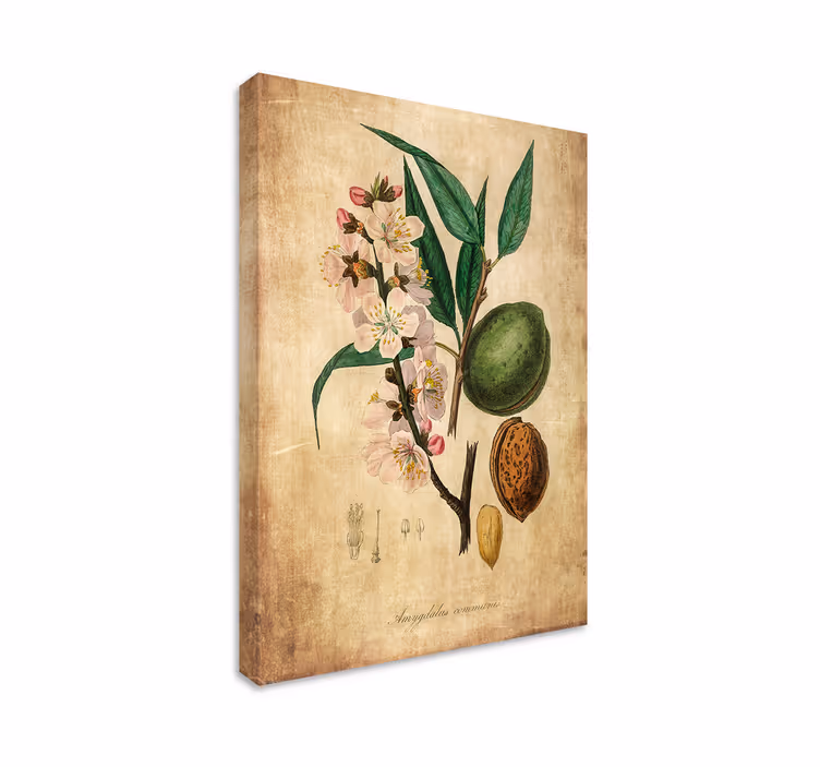 Quadro de flores ilustração botânica - TenStickers