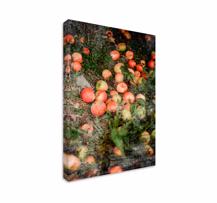 Quadro decorativo de vinícola maçãs caindo - TenStickers