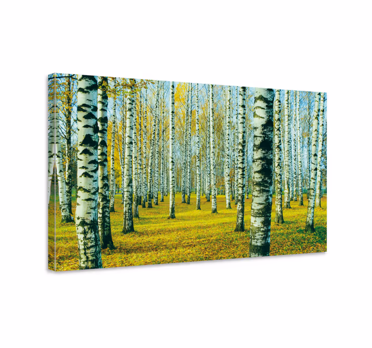 Quadro decorativo para sala Floresta de bétulas - TenStickers