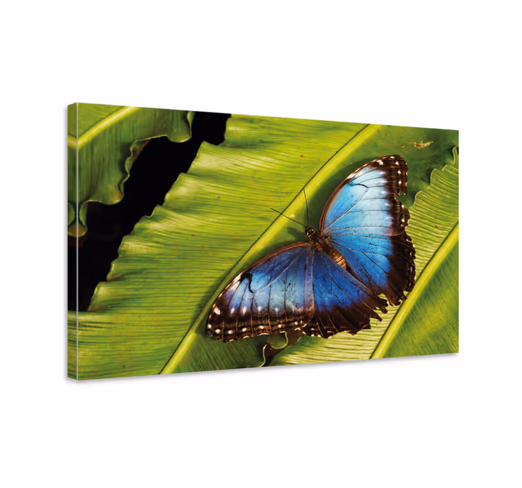 Quadro de borboletas borboleta na folha - TenStickers