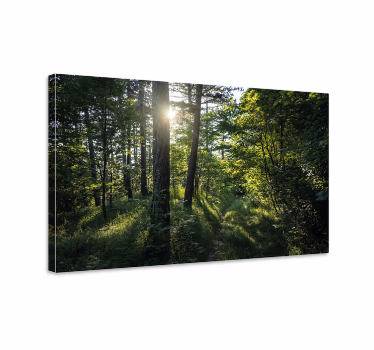 Quadro de paisagem trilha iluminada na floresta - TenStickers