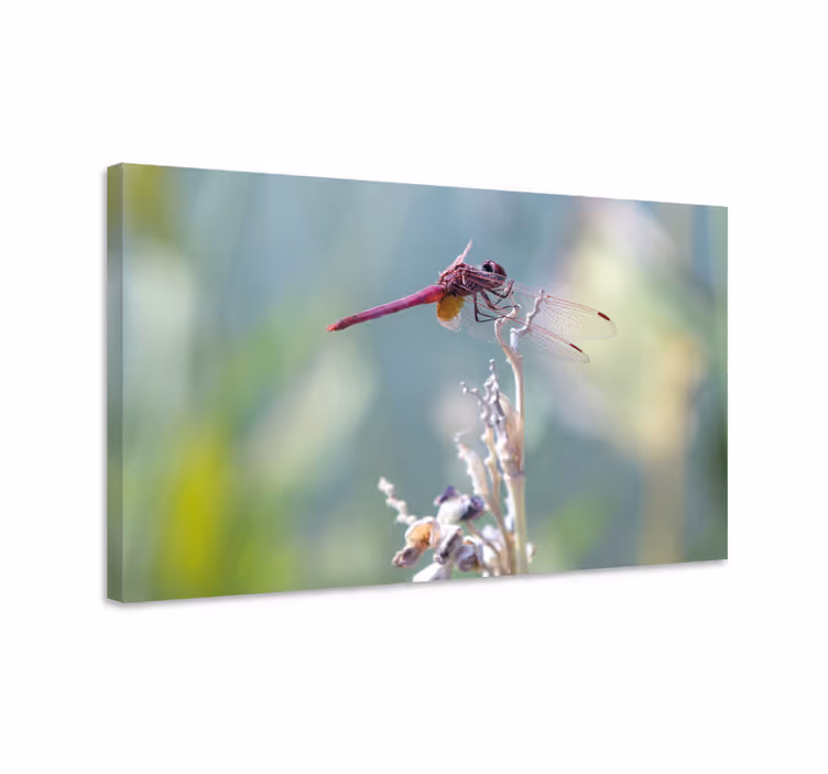 Quadro de libélulas elegante pousada - TenStickers