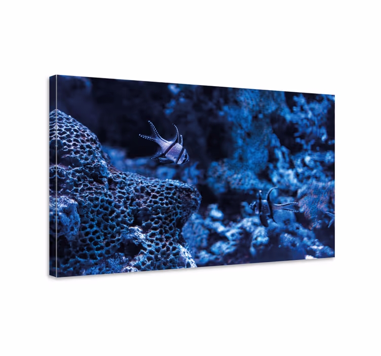 Quadro náutico peixes do recife de coral - TenStickers