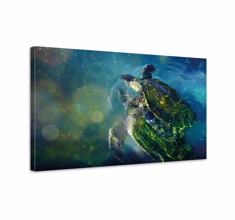 Quadro náutico tartaruga marinha graciosa - TenStickers