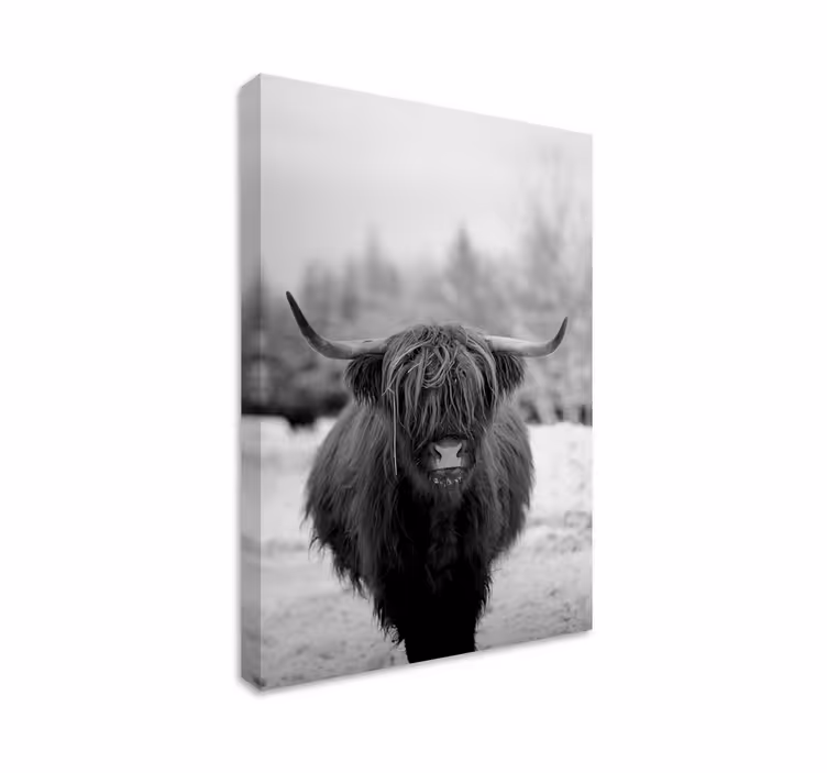 Quadro animais retrato de vaca das terras altas - TenStickers