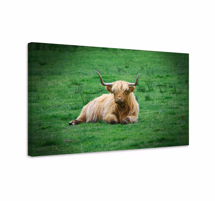 Quadro animais vaca das terras altas repousando - TenStickers